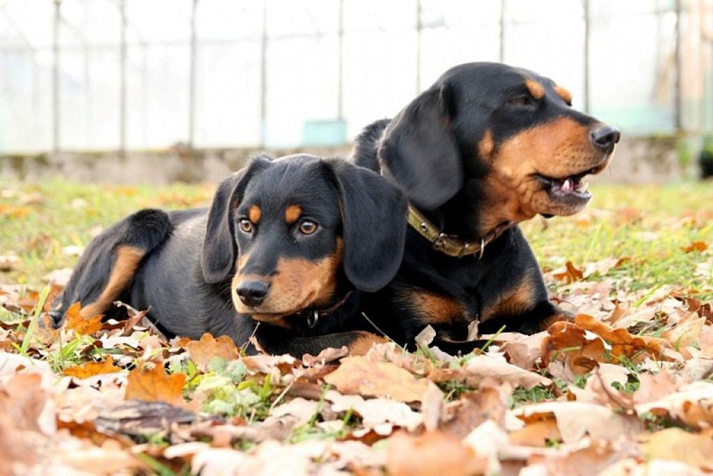 Grieta un Frīda bija nešķirami suņi, no mājām abas taksītes aizbēga kopā. Saimnieki ir neizpratnē, ka vecākais suns ir atradies, bet Frīda pazudusi. Varbūt to pieņēmuši kādi labi cilvēki?
Autors: No personiskā arhīva 