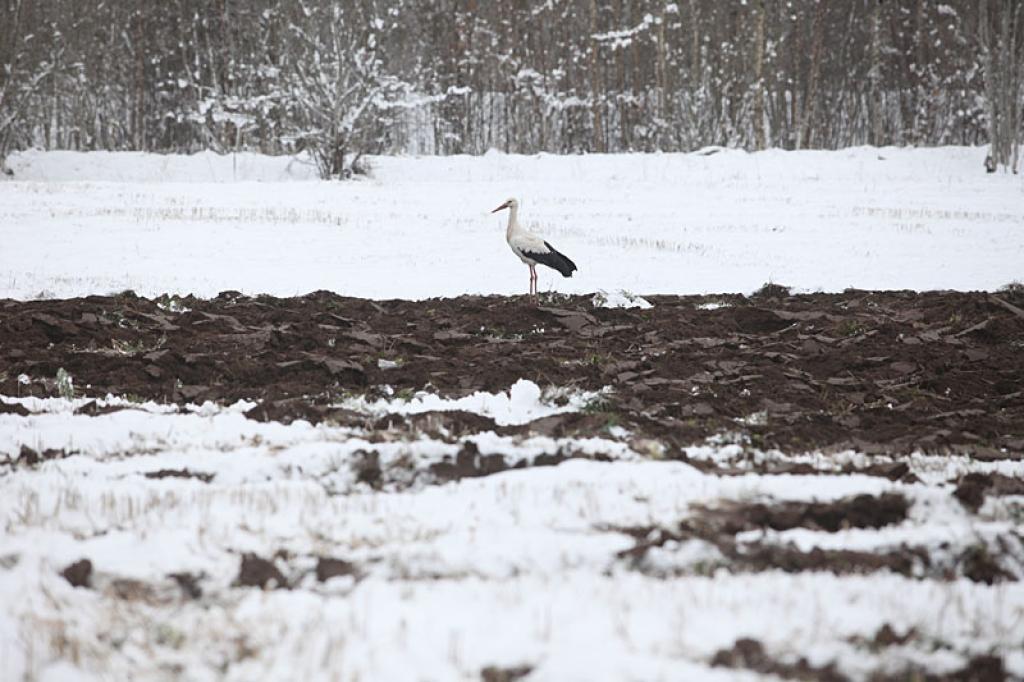 Šonedēļ Zeltalejā uz sniegota lauka nolaidās stārķis.
Autors: Evita Brokāne