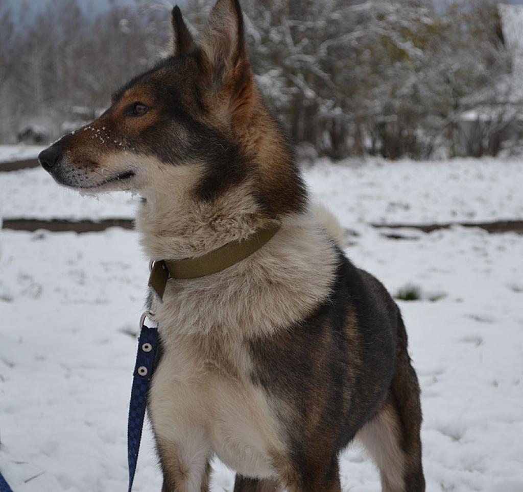 Čapijs ir divus gadus jauns, potēts, labsirdīgs, aktīvs suns. 
Autors: No personiskā arhīva.