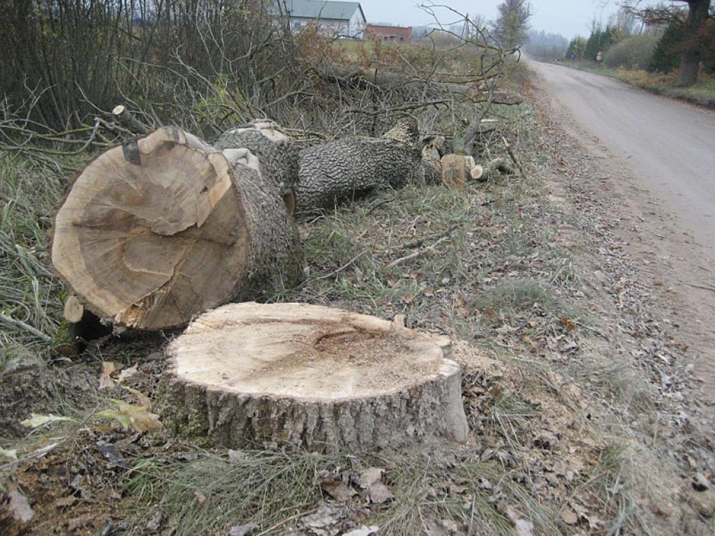 Autors: Diāna Odumiņa