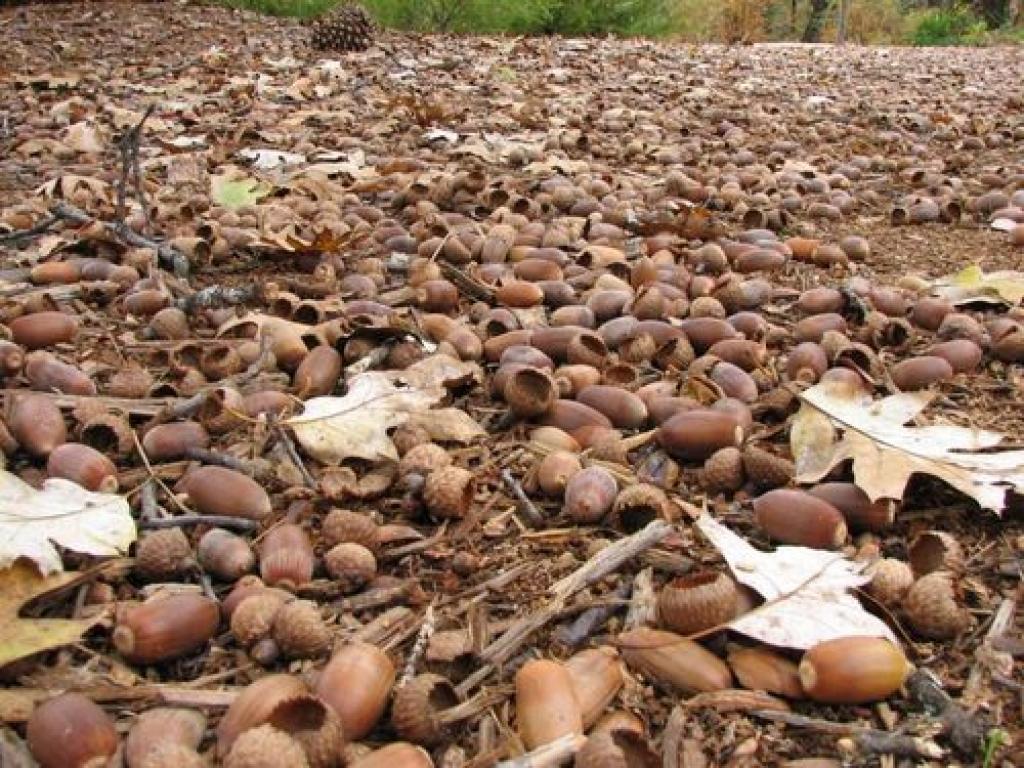 Autors: No interneta.