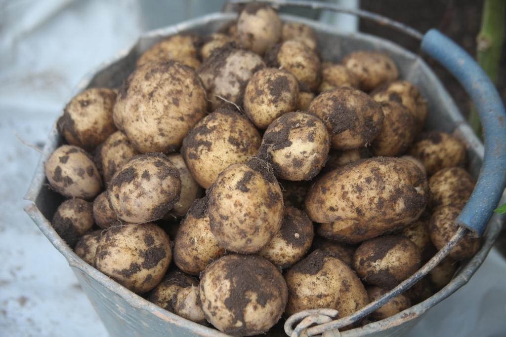 Autors: Gatis Bogdanovs