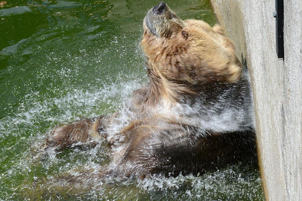 Kadjakas lācis.
Autors: No Zooloģiskā dārza arhīva