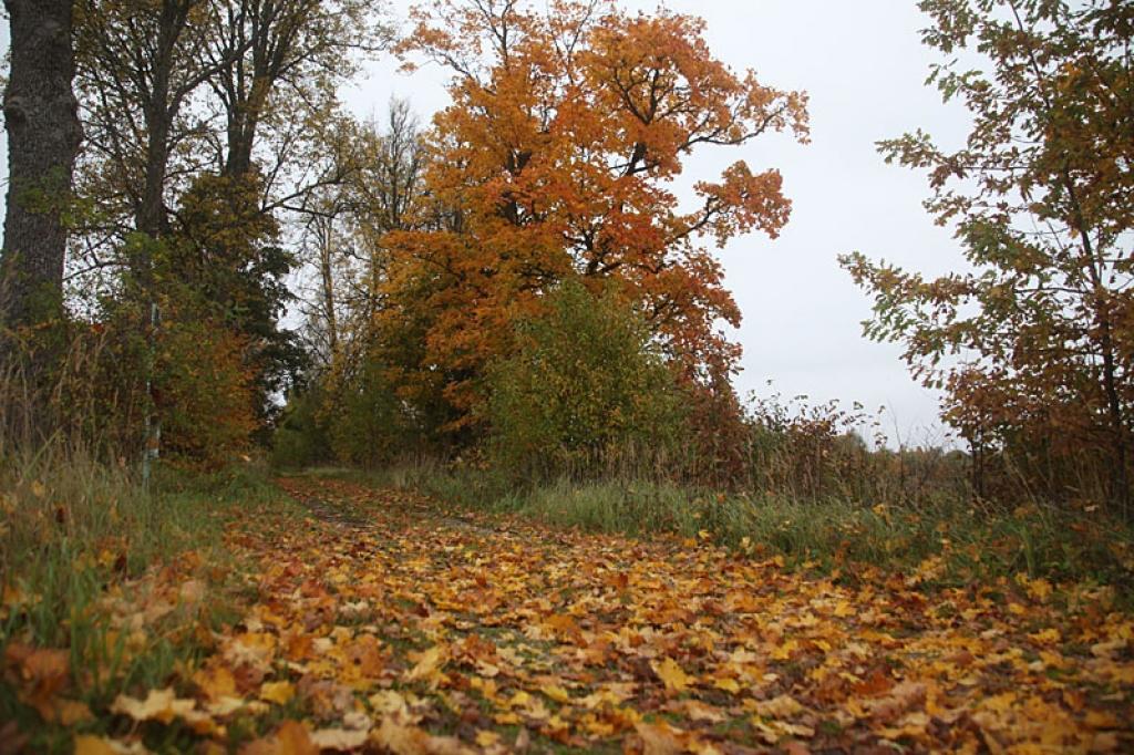 Autors: Gatis Bogdanovs