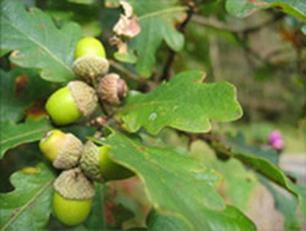 Autors: No interneta.