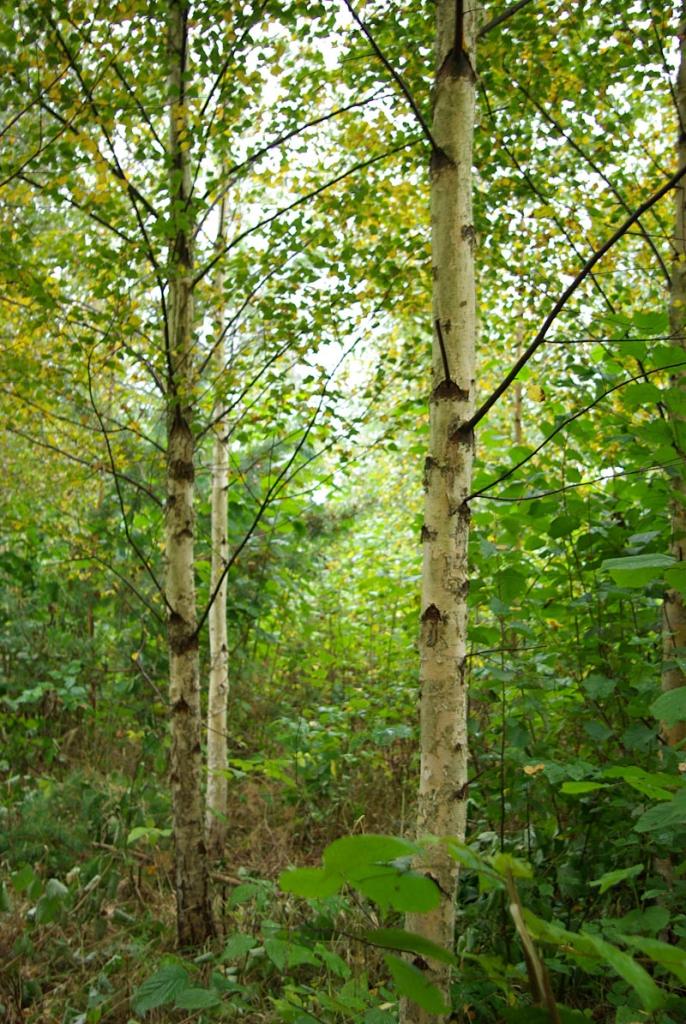 Autors: Sarmīte Grundšteine