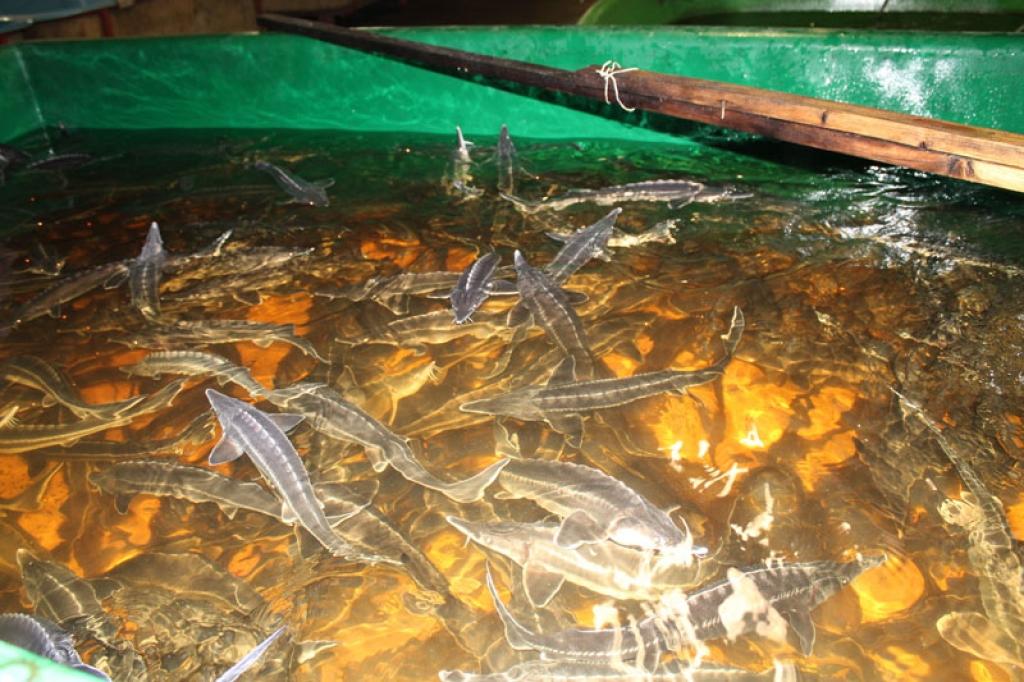 Storu mazuļi.
Autors: No personiskā arhīva.