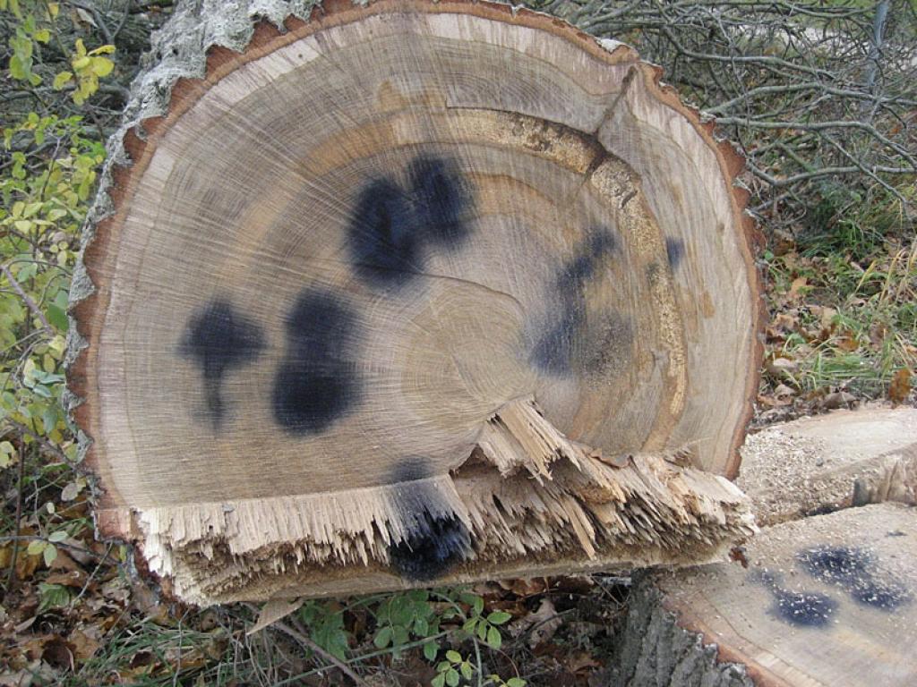 Autors: Diāna Odumiņa