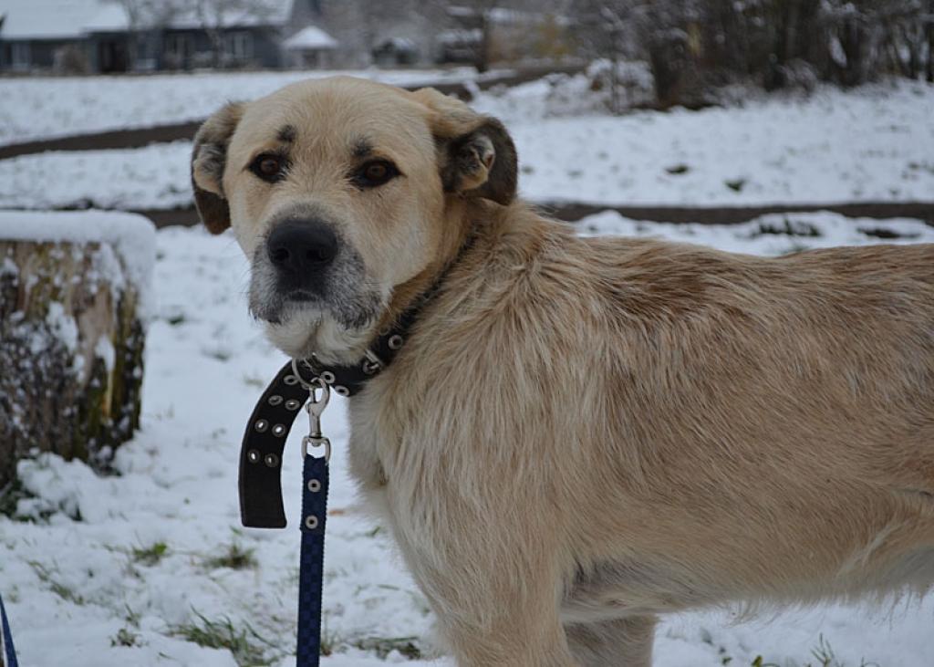 Minto (saukts arī par Mentolu) ir trīs gadus vecs, aktīvs suns.
Autors: No dzīvnieku mājas 