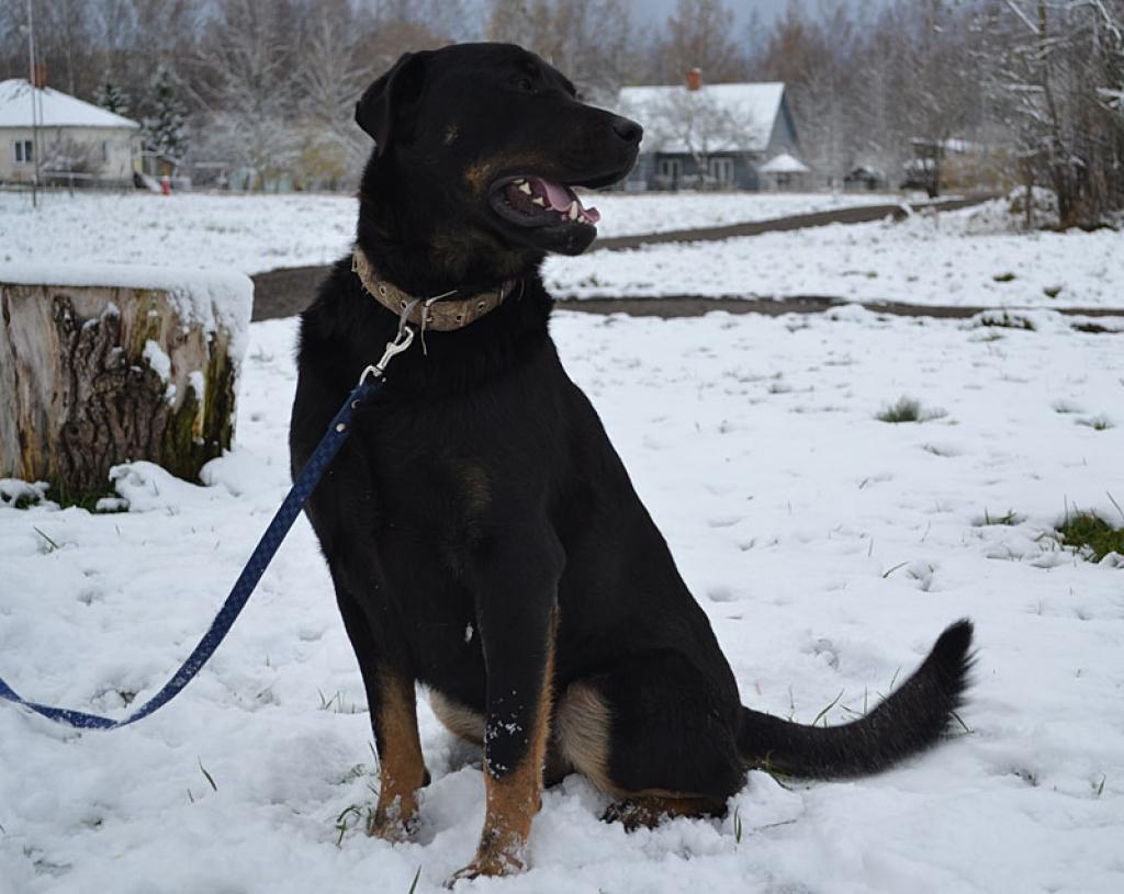 Autors: No dzīvnieku mājas 