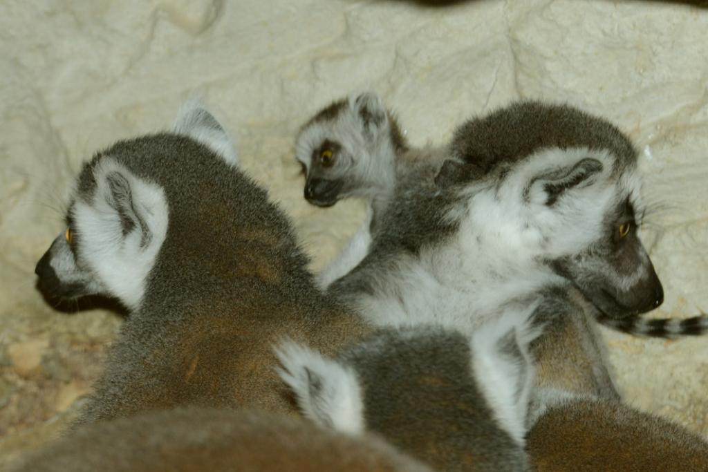 Autors: No Rīgas zooloģiskā dārza arhīva