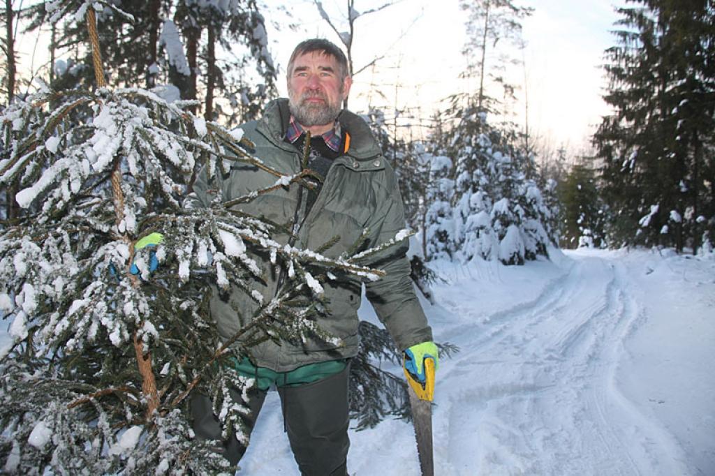 “Mežā vienmēr var atrast gan lietaskoku, gan prieku. Katru gadu mežā iesējas miljoniem jaunu eglīšu. Pareizi saimniekojot mežā, katrai ģimenei svētkos vienmēr būs skaista eglīte. Šoziem eglīte svētkiem ir grūti iegūstama, jo mežs un ceļš ir aizputināts, tāpēc tā ar mīlestību ir jānocērt un vairākus simtus metru jāiznes no meža. Mežs šobrīd ilgojas pēc kārtīga atkušņa, tāpēc, iededzot svecītes eglītes zaros, vēlēsim mežam šo atkusni,” saka mežsaimnieks pēc aicinājuma Guntis Grīnšteins.
Autors: Gatis Bogdanovs 