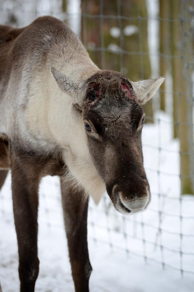 Autors: No Rīgas zooloģiskā dārza arhīva