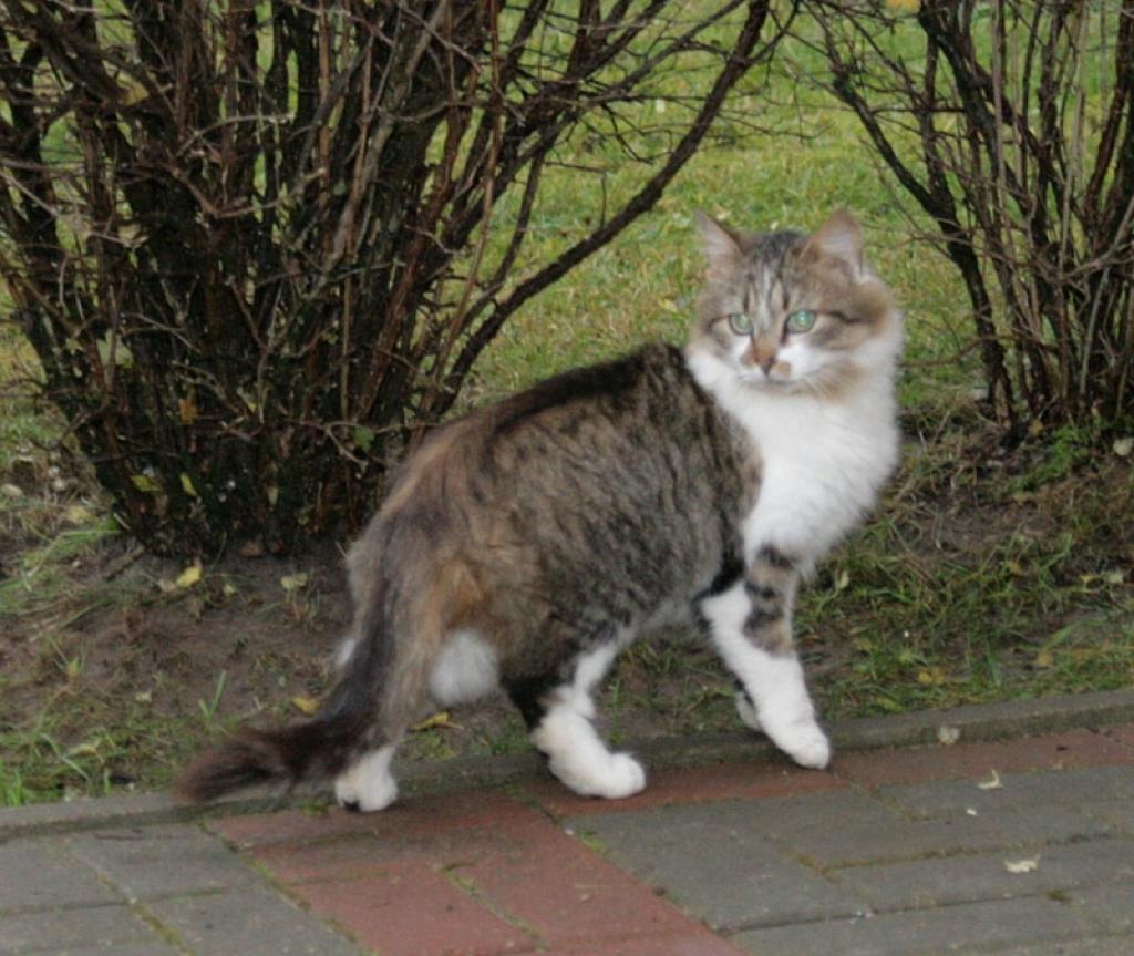 Autors: Ira Žeigure