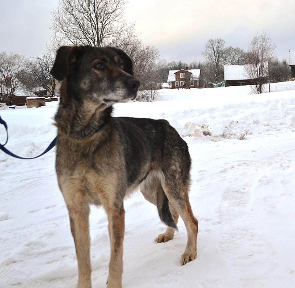 Deila ir gudra, sešus gadus veca, labradora un vācu aitu suņa krustojums.
Autors: Dzīvnieku māja 