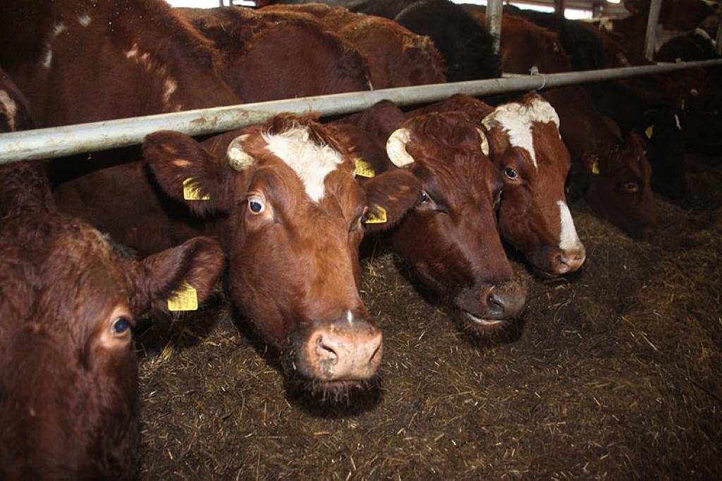 Autors: Gatis Bogdanovs