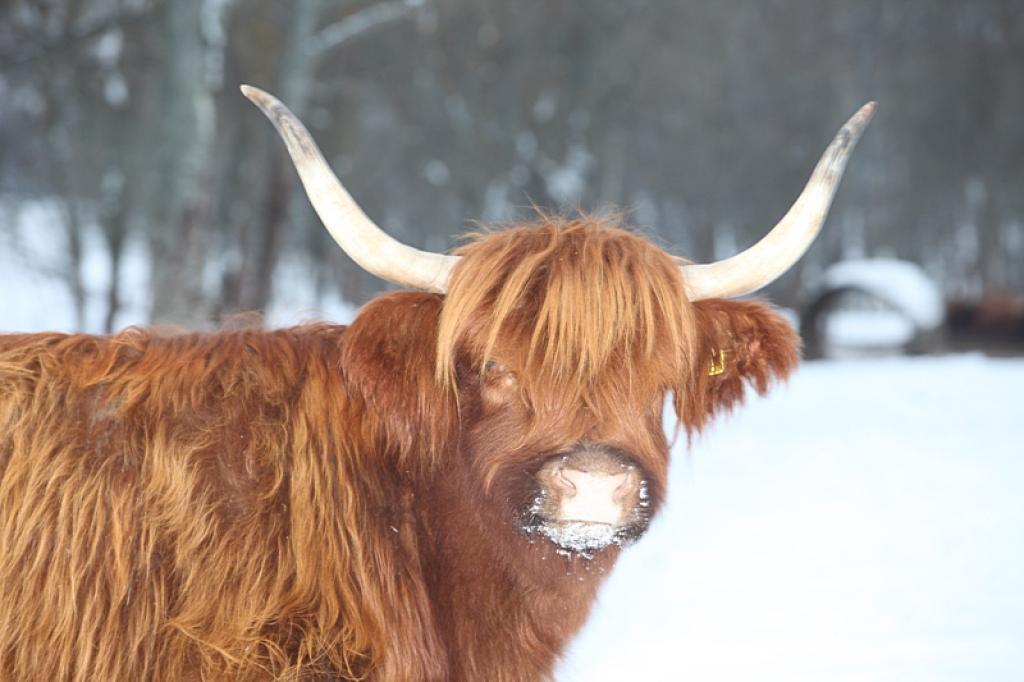 Autors: Gatis Bogdanovs