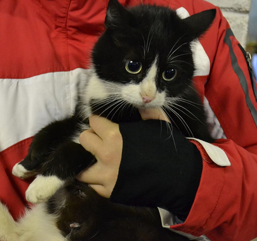 Kaķenīte Ance
Autors: Dzīvnieku māja 