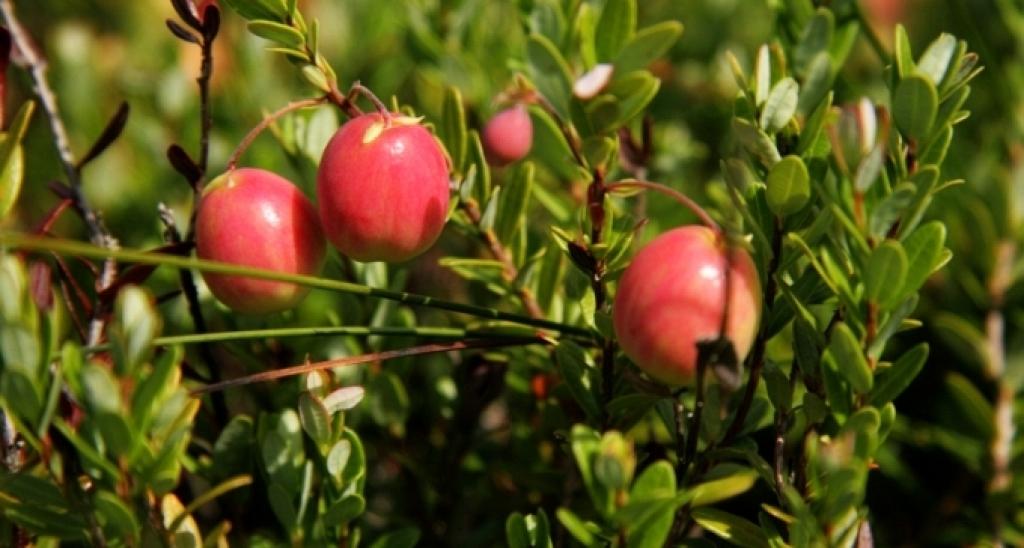 Autors: Publicitātes foto