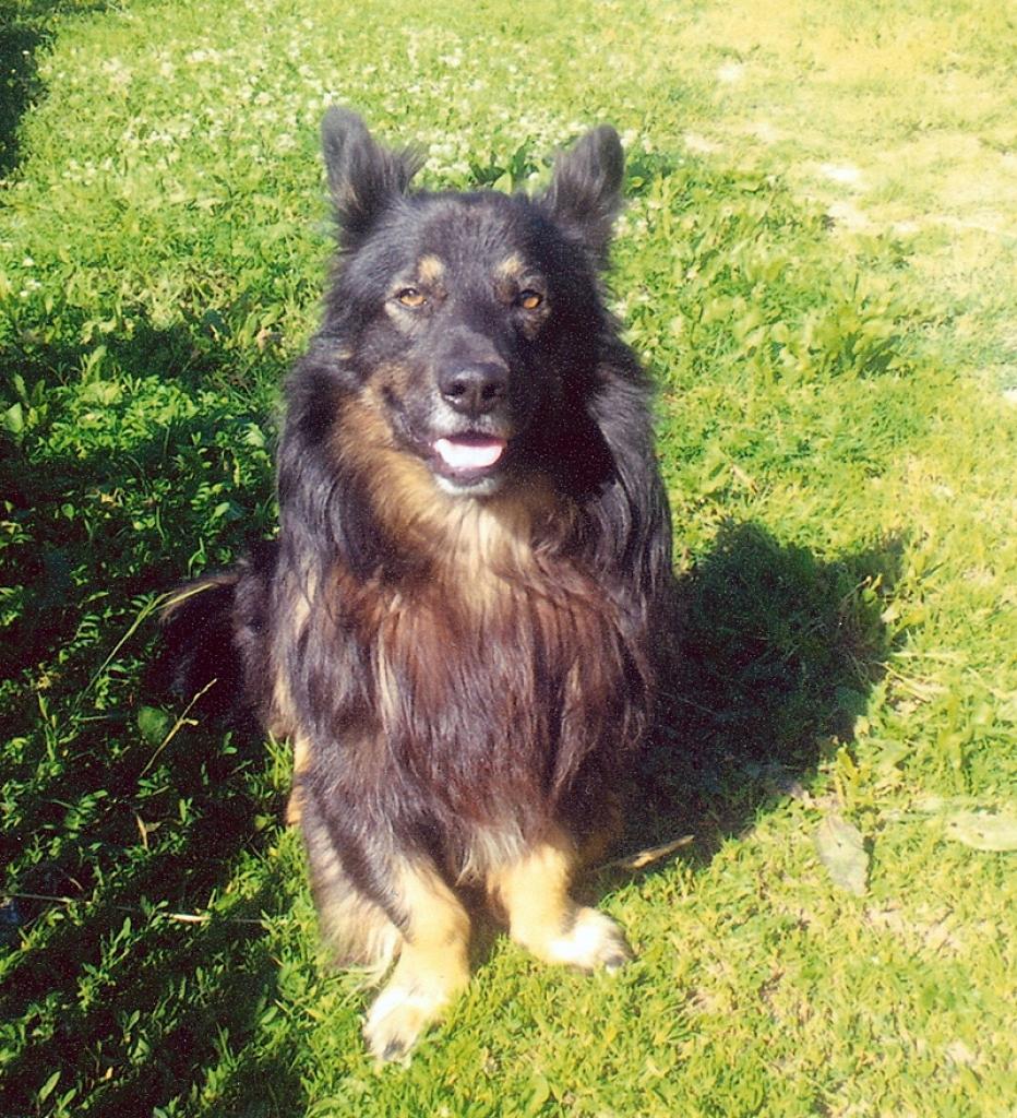 Lejasciemā pazudis suns. Atsaucās uz vārdu Reksis.
Autors: No personiskā arhīva