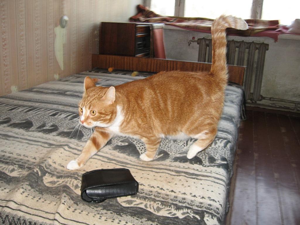 Ļoti mīlīgs runčuks (sterilizēts) meklē mājas. Dzīvnieciņš ir apmēram trīs gadus vecs. Viņa kažociņā ir rudā krāsa.
Autors: No personikā arhīva.