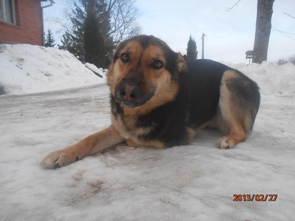 Beļavas pagastā pirms pāris mēnešiem ir pieklīdusi vācu aitu šķirnes kucīte.
Autors: No personiskā arhīva