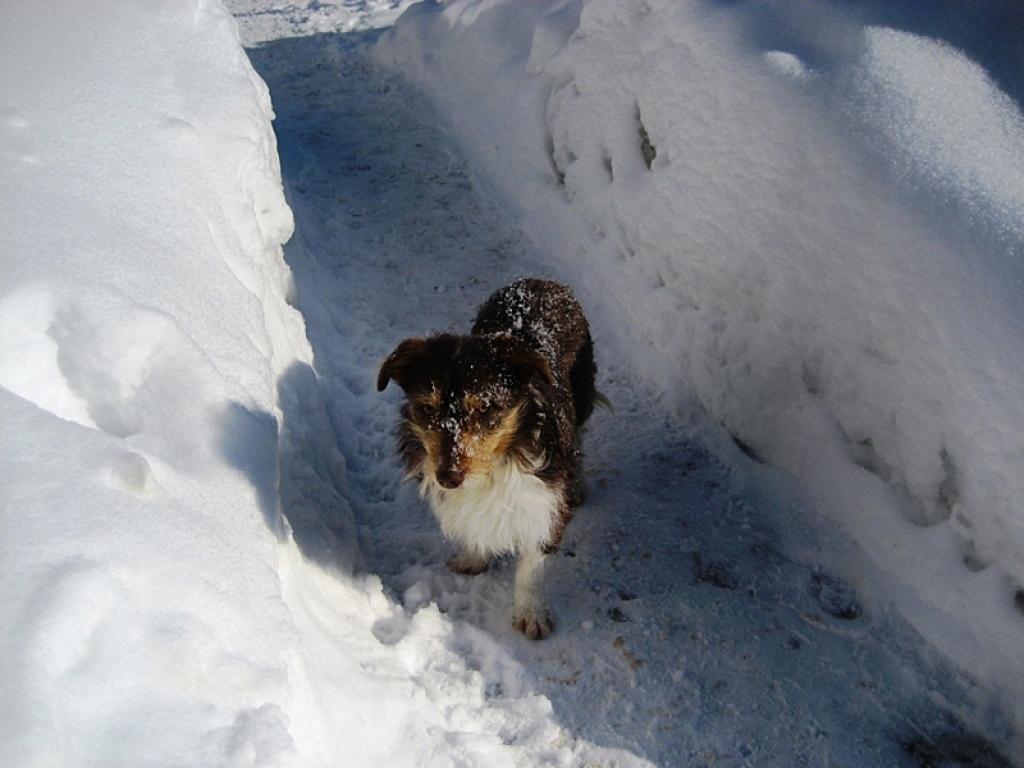 Pie Gulbenes novada domes ēkas Ābeļu ielā 2 suņuks dežurē pie ārdurvīm un gaida savu saimnieku.
Autors: No personiskā arhīva