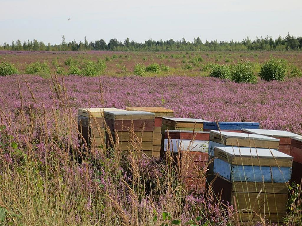 Autors: Publicitātes foto