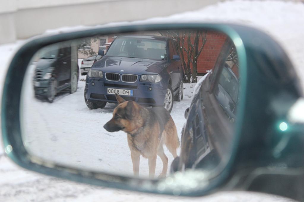 Autors: No personiskā arhīva