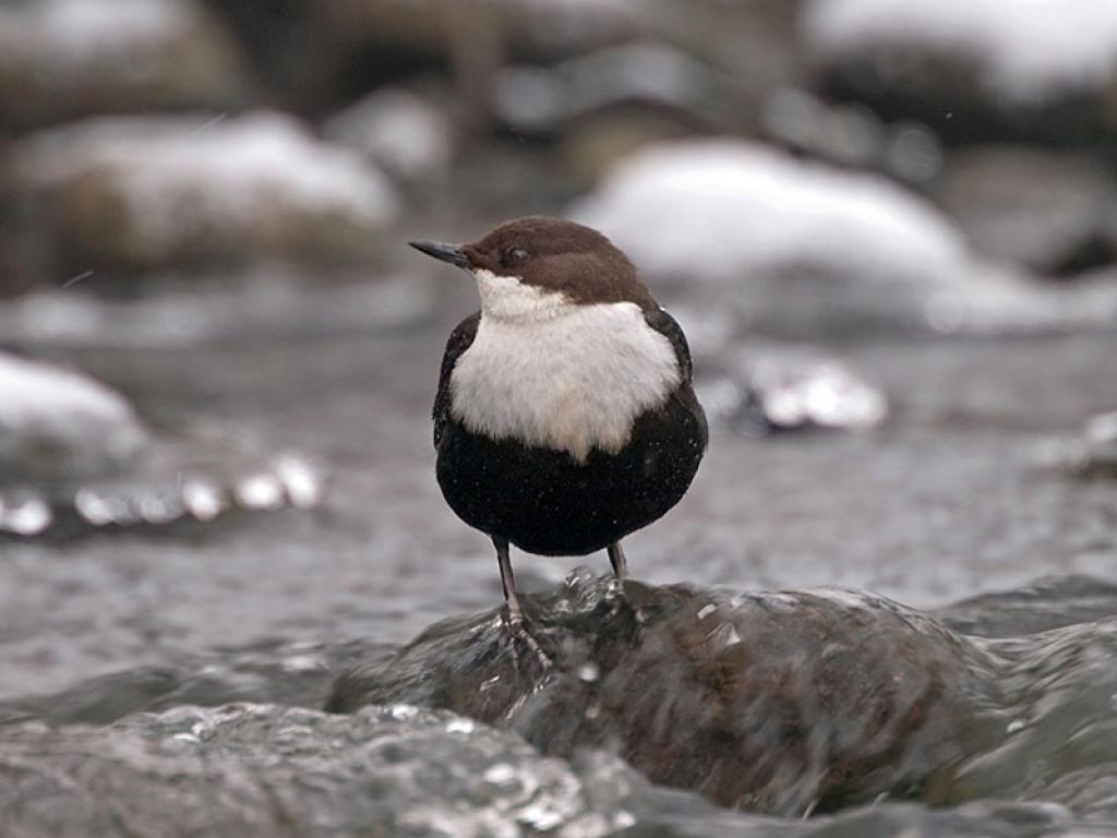 Stāmerienas pagasta Pogupē janvārī novērots ūdenstrazds.
Autors: Jānis Jansons (www.latvijasputni.lv)