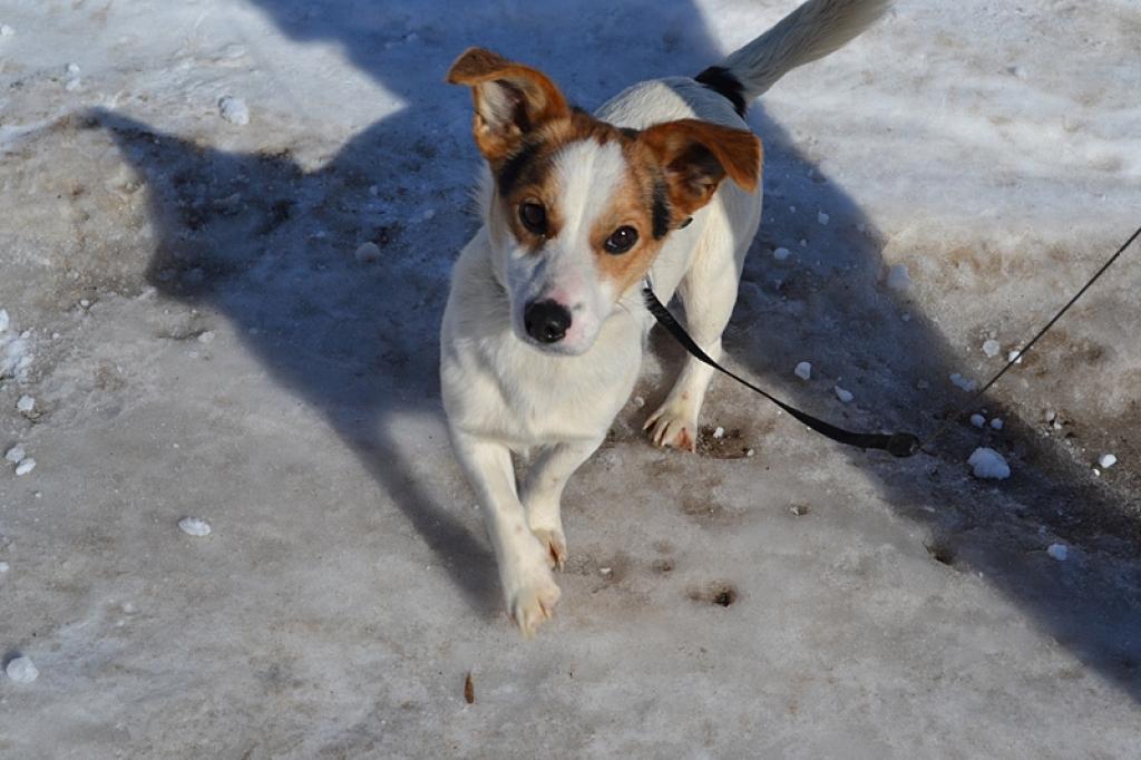 Herbis ir vienu vai divus gadus vecs suņu puika.
Autors: Dzīvnieku māja 