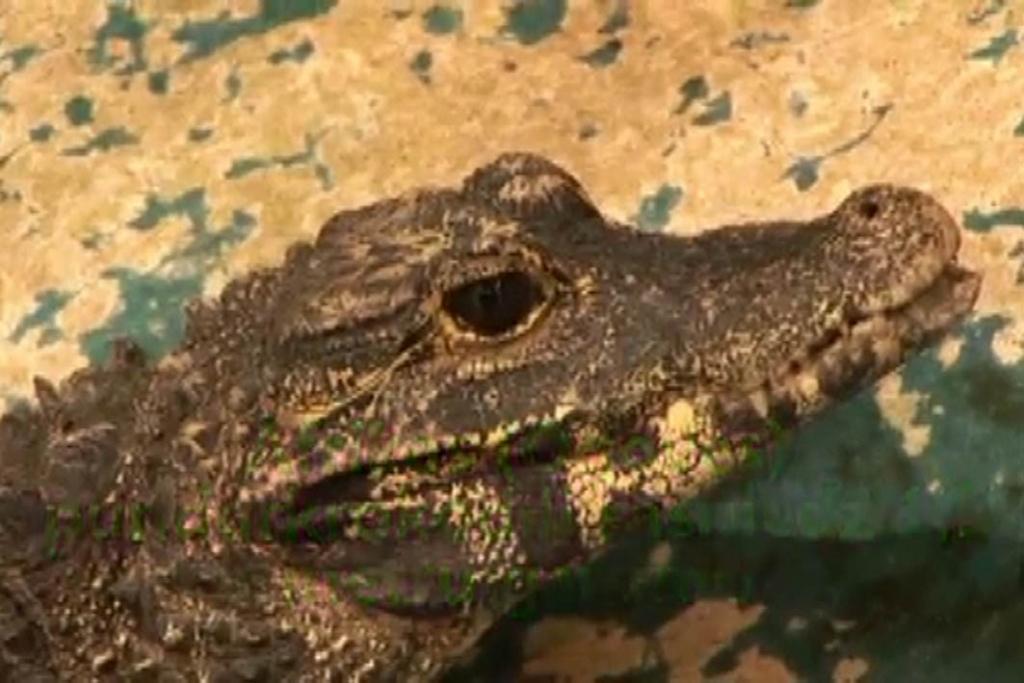 Autors: No Zooloģiskā dārza arhīva