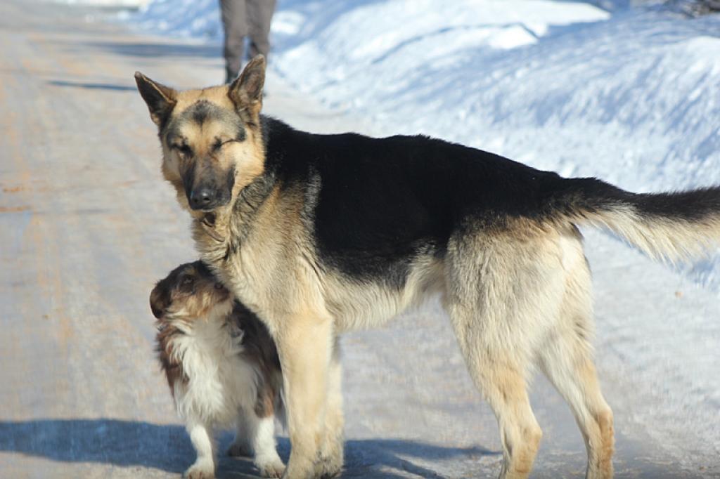 Jau vismaz nedēļu Gulbeni klaiņo vācu aitu šķirnes suns. 
Autors: No personiskā arhīva