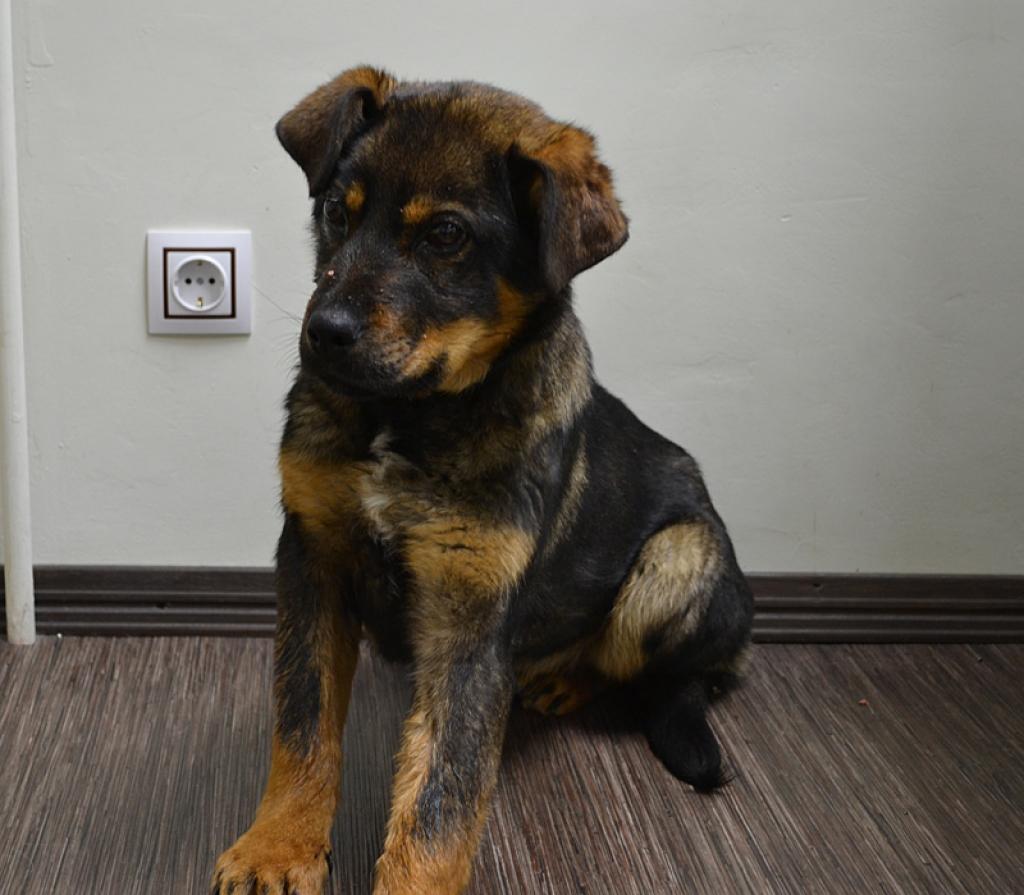 Vēl divas nedēļas Oniksa gaidīs savu iepriekšējo saimnieku, bet tālāk būs pieejama adopcijai. 
Autors: No biedrības 