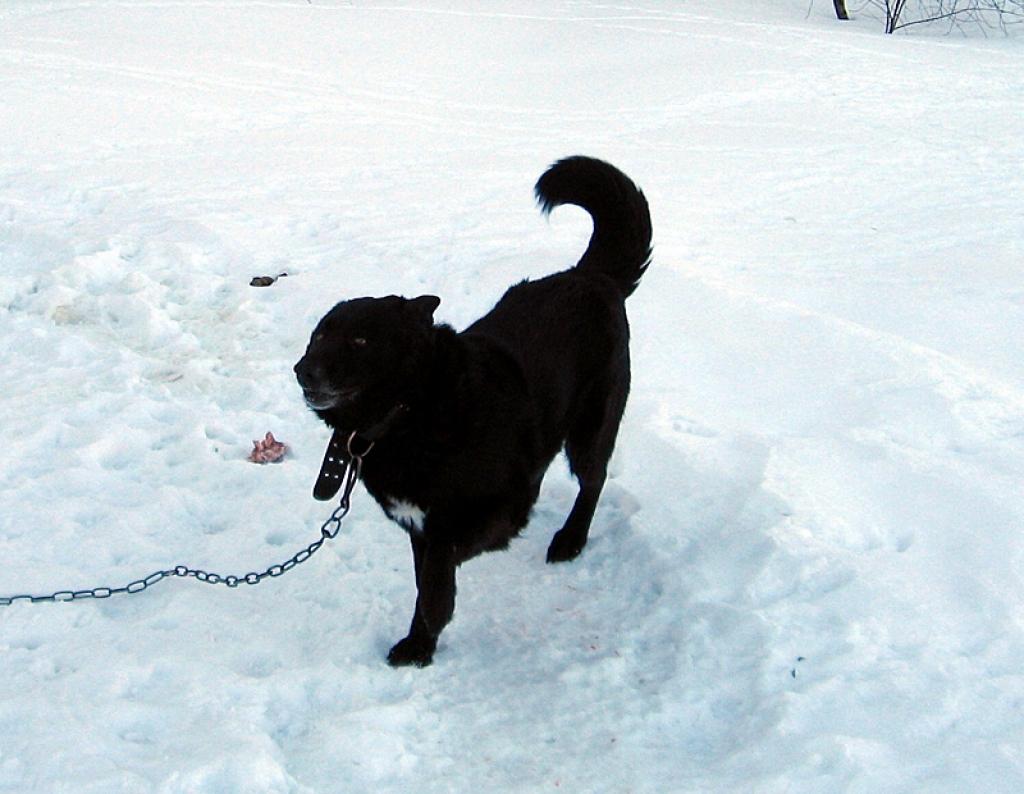 Biedrība meklē jaunas mājas sunītim, kurš vecajās mājās vairs nevar palikt.
Autors: No personiskā arhīva.