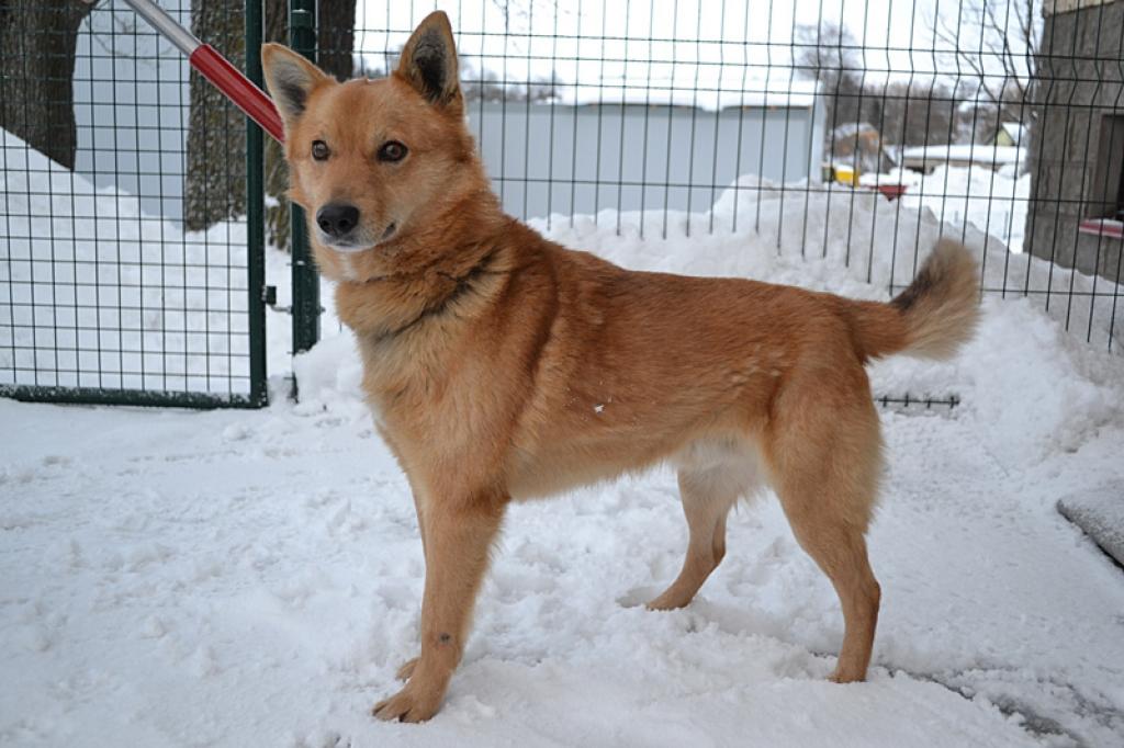 Foksis ir neliela auguma, apmēram divus gadus vecs, draudzīgs suņu puika.
Autors: No biedrības 