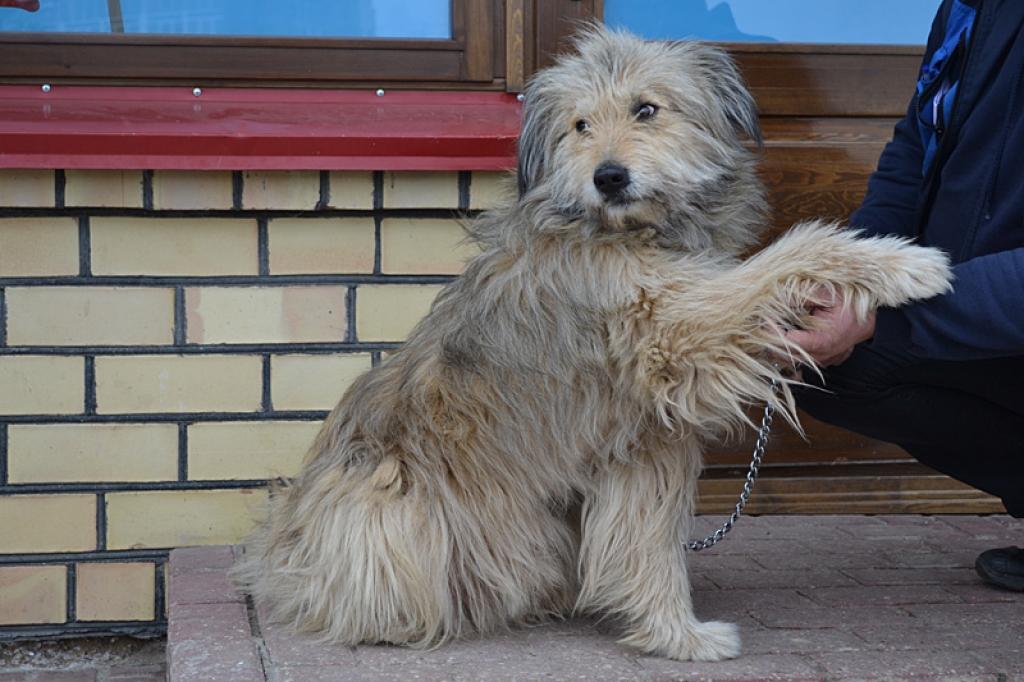 Suņu opis Lācis no Gulbenes vēlas atrast jaunas mājas, kur pavadīt mierpilnas vecumdienas.
Autors: No dzīvnieku mājas 