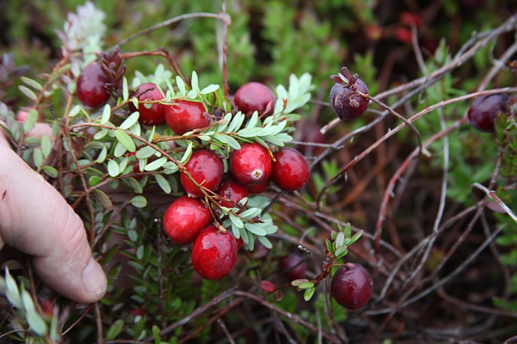 Autors: Gatis Bogdanovs