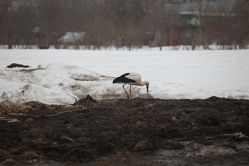 Pagājušās nedēļas nogalē pilsētā lidinājās daudz stārķu.
Autors: Gatis Bogdanovs