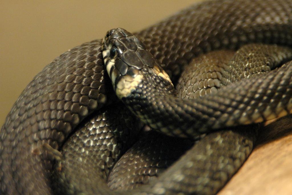 Zalktis.
Autors: No Zooloģiskā dārza arhīva