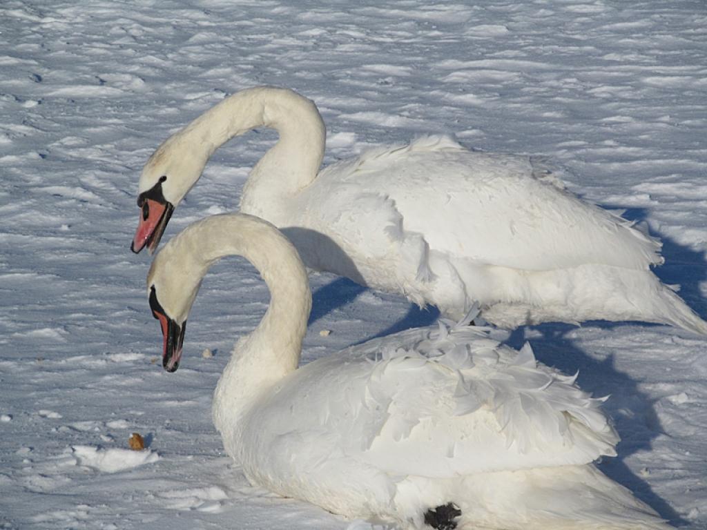 Gulbji šoziem uz saslušās Daugavas.
Autors: Aija Konrāde