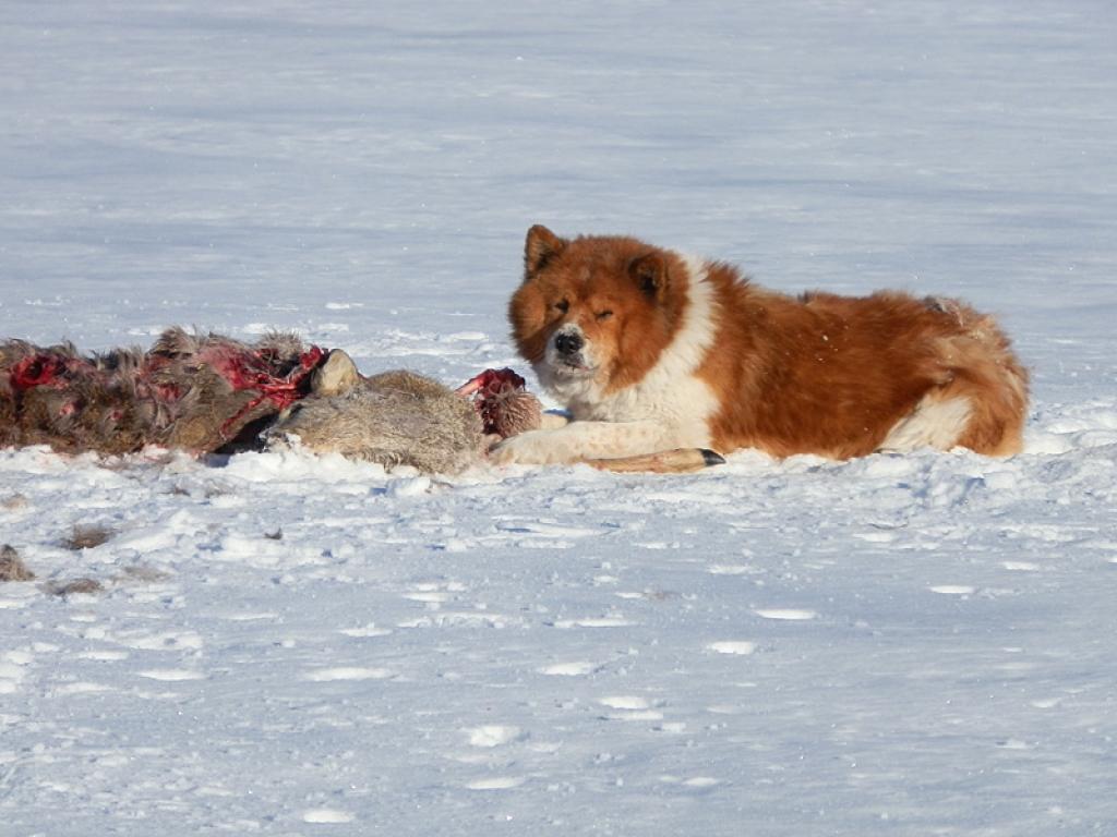 Šis foto uzņemts Lejasciema pagastā 26.martā apmēram pulksten 6.45 un nosūtīta Ziemeļaustrumu virsmežniecībai.
Autors: No Ziemeļaustrumu virsmežniecības arhīva.