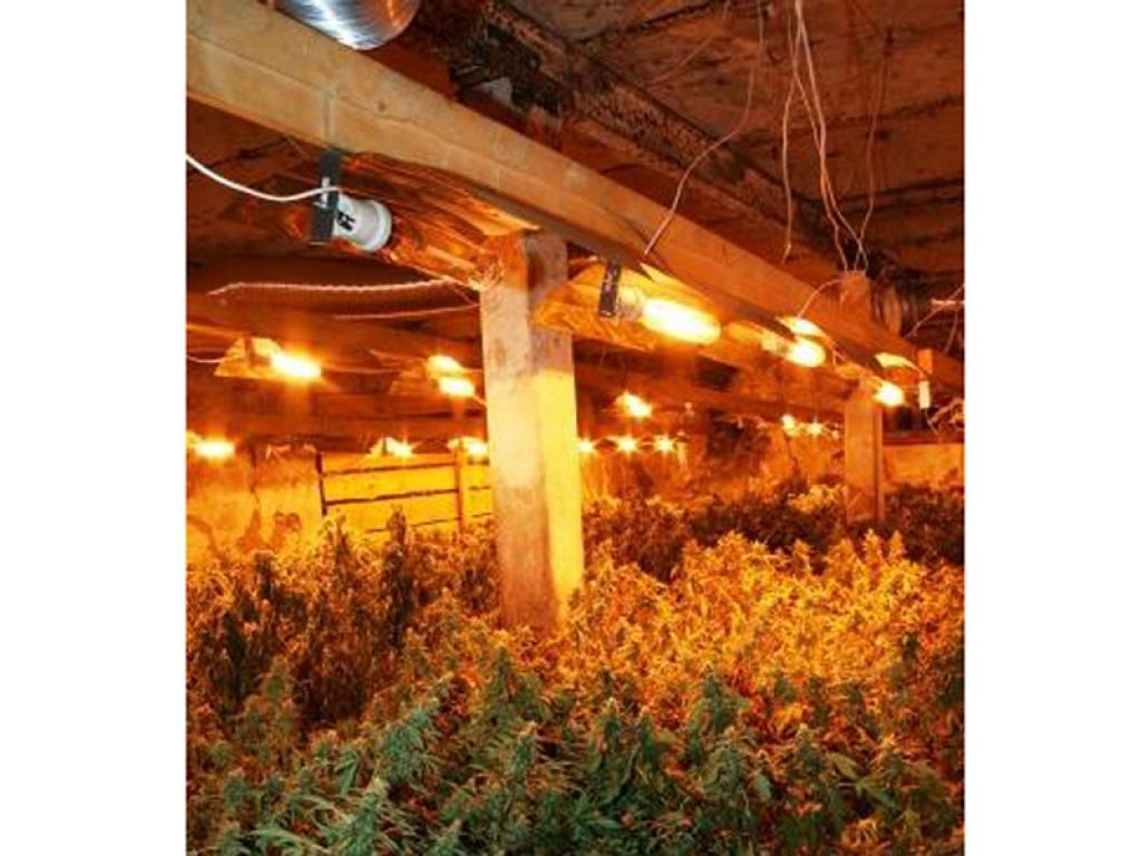 Uzietā marihuānas audzētava Līgo pagastā.
Autors: No policijas arhīva