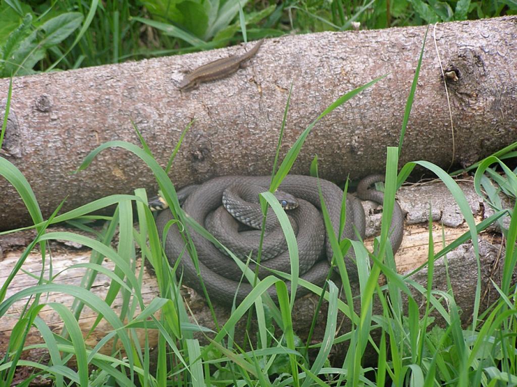Čūskas ir bildētas Kalnienā, netālu no mana vīra vecāku mājas. Kad čūskas bildēja, to bijis ap 100...