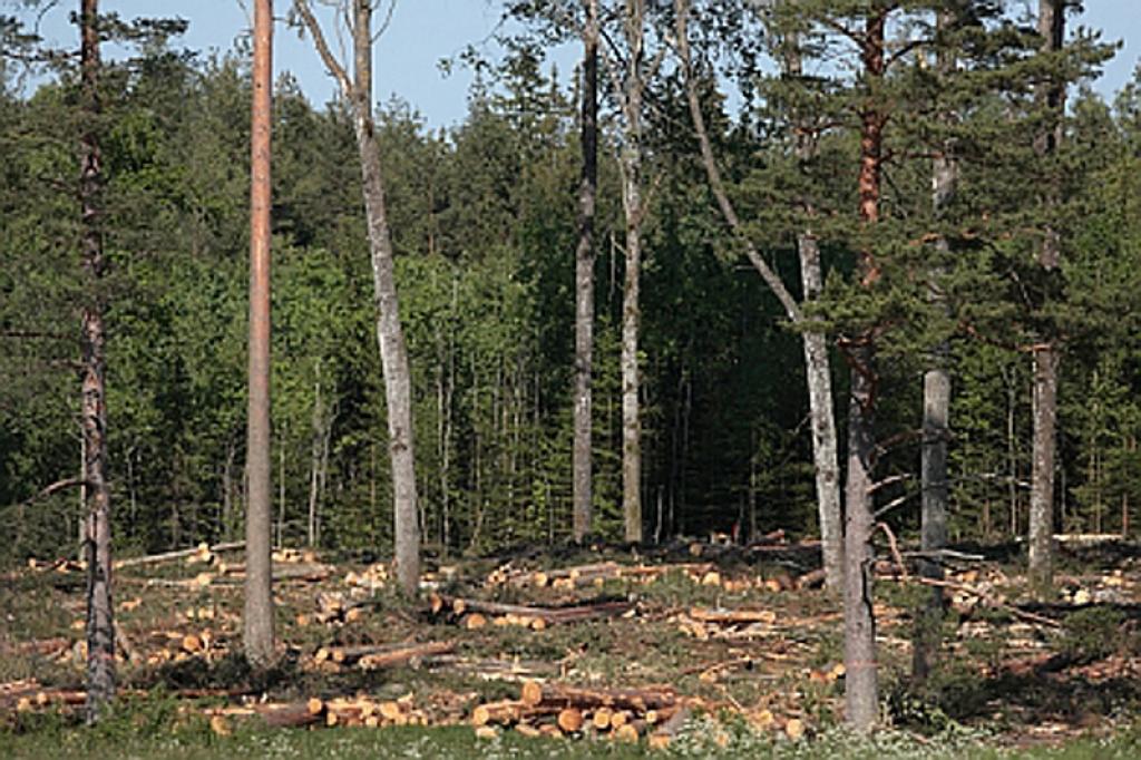 Autors: No interneta