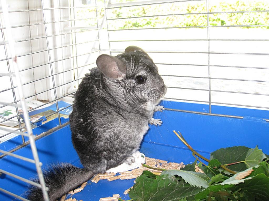 Autors: Diāna Odumiņa