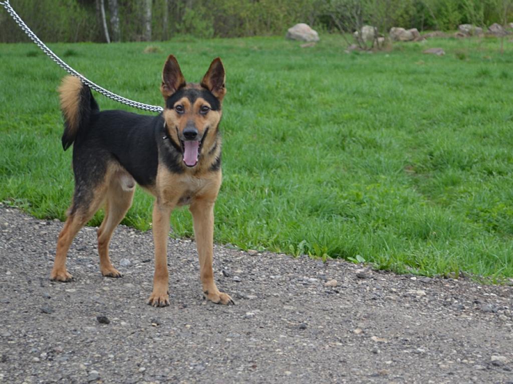 Apmēram divus gadus jaunais sunītis Reksis.
Autors: No dzīvnieku mājas 