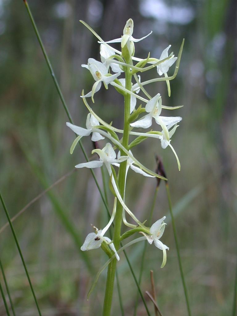 Naktsvijole.
Autors: Publicitātes foto