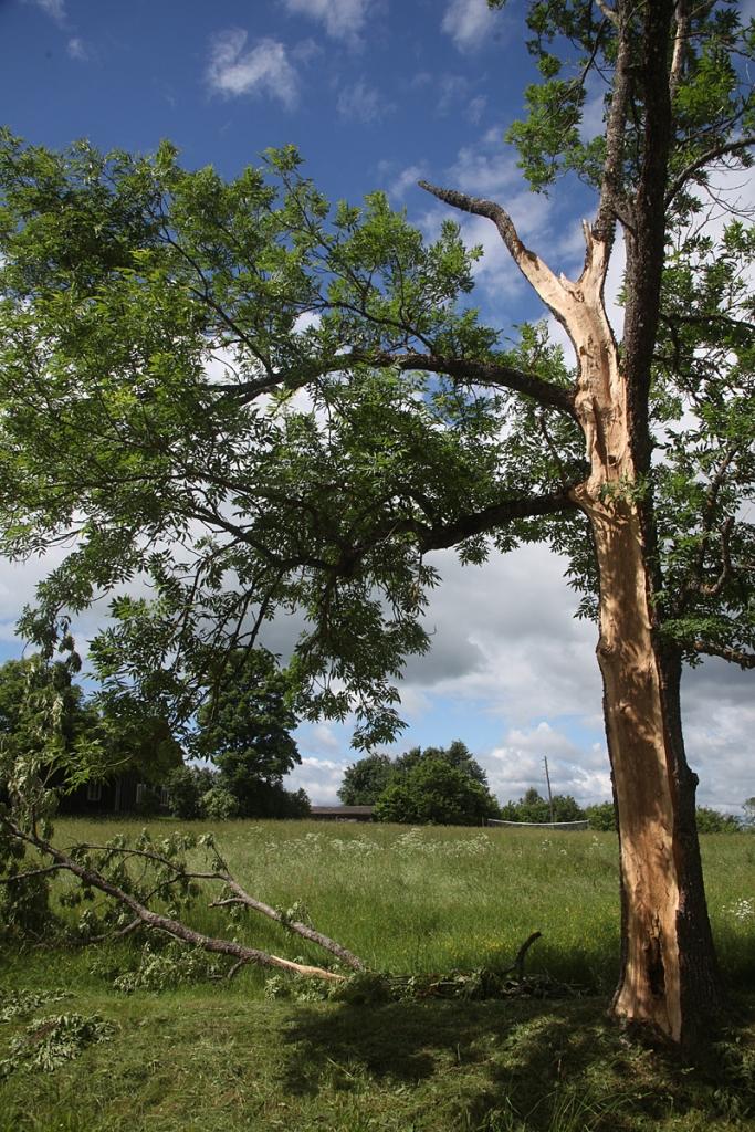 Autors: Gatis Bogdanovs