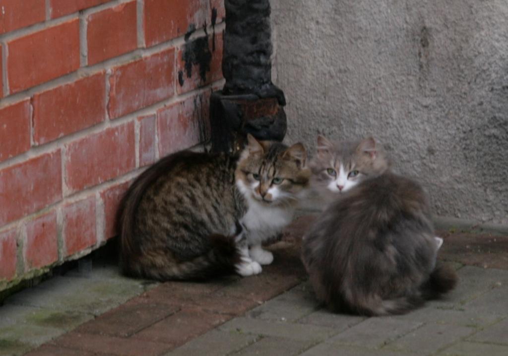Bezsaimnieku kaķi slimo ar tām pašām slimībām, kādas piemeklē arī labu saimnieku mīluļus.
Autors: Gatis Bogdanovs (no arhīva)